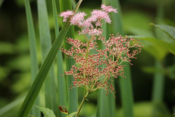 Spierstaude - Mädesüß Filipendula  - palmata 'Göteborg'