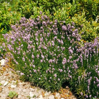 Lavendel Lavandula - angustifolia 'Rosea'