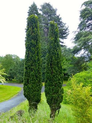 Schmale Säuleneibe - Taxus b. Fastigiata Robusta 80 - 100 cm
