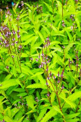 Hohes Eisenkraut Verbena  - hastata