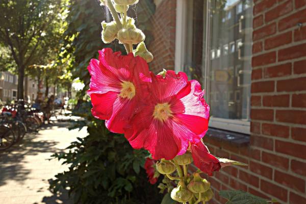 Stockrose Alcea - rosea 'Charters rot'