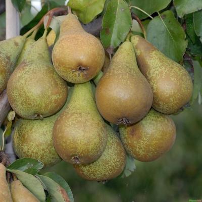Birnbaum - Conference Pyrus