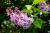 Zwergflieder – Syringa meyeri Palibin 3 Liter Container
