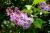 Zwergflieder – Syringa meyeri 'Palibin' 3 Liter Container