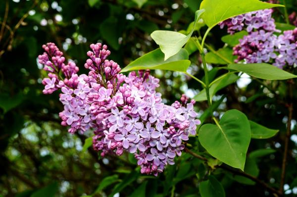 Zwergflieder – Syringa meyeri Palibin 3 Liter Container