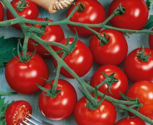 Cocktailtomate Manolo® Red Picolino veredelt im 12 cm Topf