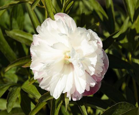 Pfingstrose Paeonia  - officinalis Alba Plena (giftige Pflanze)
