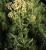 Schafgarbe Achillea - millefolium Hoffnung