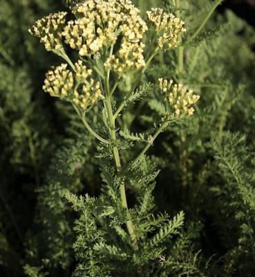 Schafgarbe Achillea - millefolium Hoffnung