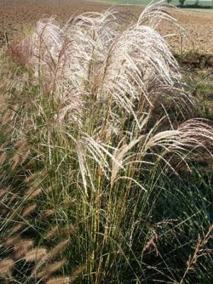 Miscanthus ( Chinaschilf ) - sinensis 'Kleine Fontäne'