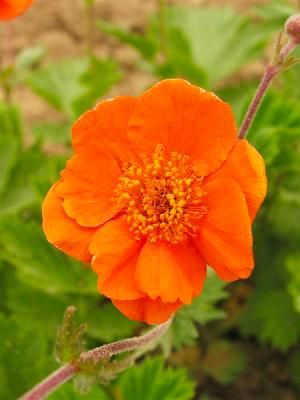 Nelkenwurz Geum  - coccineum 'Borisii