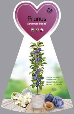 Zwetsche 'Hanita' ® Säule Prunus