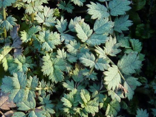 Blaugrünes Stachelnüßchen - Acaena buchananii