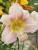 Taglilie Hemerocallis - x cultorum 'Catharine Woodbery'