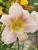 Taglilie Hemerocallis - x cultorum Catharine Woodbery