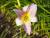 Taglilie Hemerocallis - x cultorum Catharine Woodbery