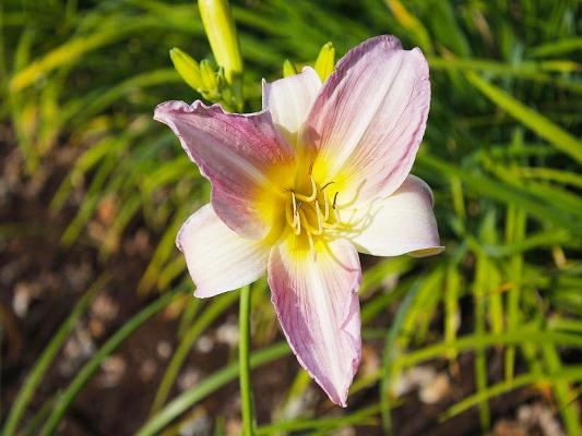 Taglilie Hemerocallis - x cultorum Catharine Woodbery