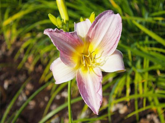 Taglilie Hemerocallis - x cultorum 'Catharine Woodbery'