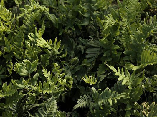 Gemeiner Tüpfel-Farn - Polypodium vulgare