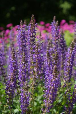 Apotheker-Salbei - Salvia officinalis, violettblau