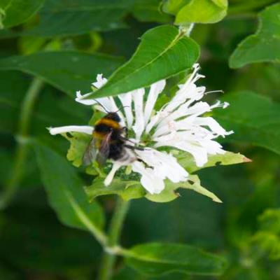 Indianernessel Monarda  - fistulosa 'Schneewittchen'