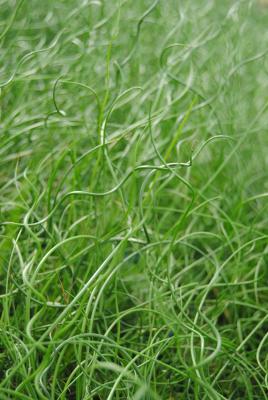 Korkenzieherbinse Juncus effusus spiralis