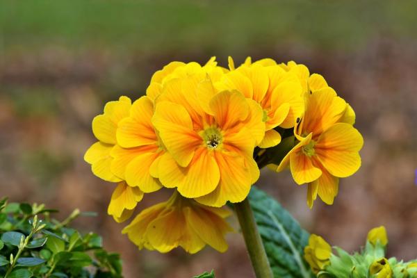 Primel Primula - veris ssp. veris