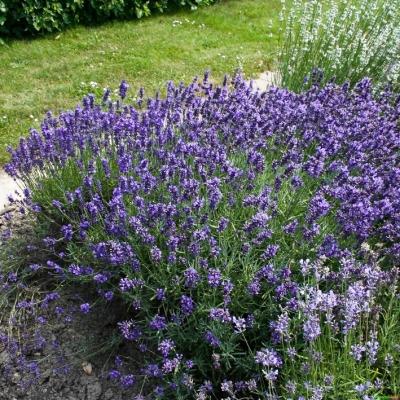 Lavendel Lavandula - angustifolia 'Hidcote Blue'