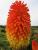 Fackellilie Kniphofia  - Hybr. 'Alcazar'