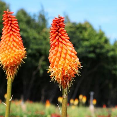 Fackellilie Kniphofia  - Hybr. 'Alcazar'