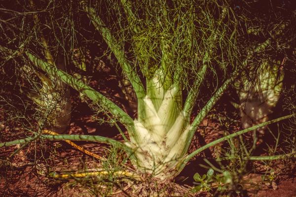 Fenchel Foeniculum  - vulgare 'Atropurpureum'