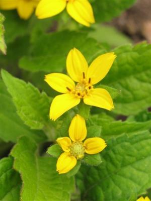 Goldkörbchen Chrysogonum - virginianum