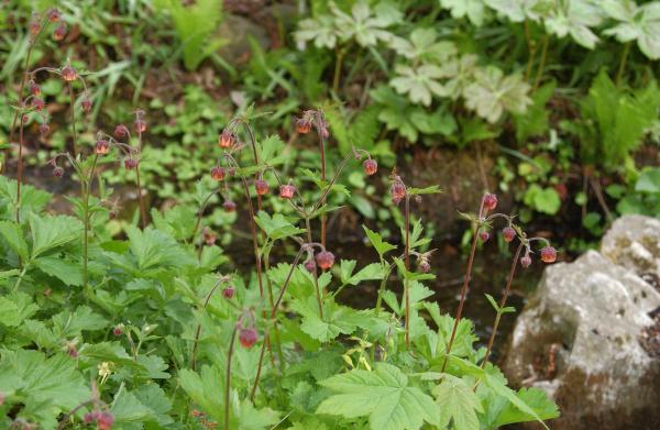 Bachnelkenwurz Geum rivale