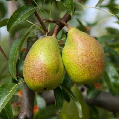 Birnbaum - Bonne Louise d'Avranches Pyrus Baum