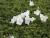 Glockenblume Campanula - carpatica 'Weiße Clips'