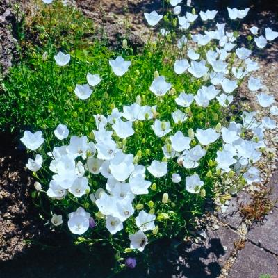 Glockenblume Campanula - carpatica 'Weiße Clips'