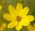 Mädchenauge Coreopsis - verticillata Zagreb