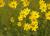 Mädchenauge Coreopsis - verticillata Zagreb