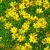 Mädchenauge Coreopsis - verticillata Zagreb