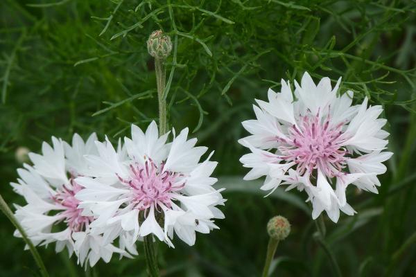 Rasselblume Catananche - caerulea 'Alba'