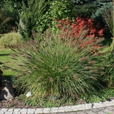 Pennisetum ( Lampenputzergras ) - alopecuroides 'Weserbergland'