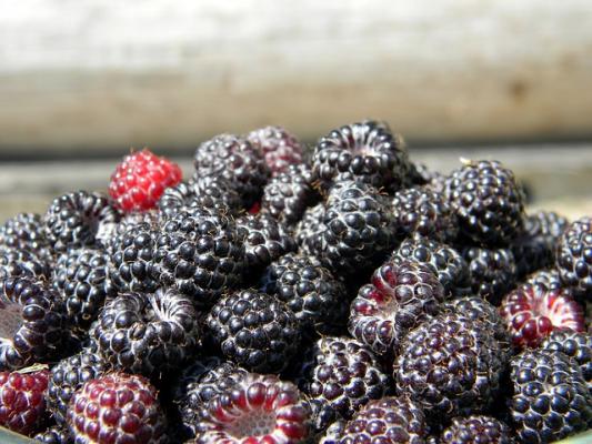 Himbeere 'Black Jewel' Rubus o.