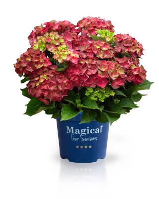 Magical Ruby® Tuesday Hortensie