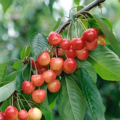 Süßkirsche 'Büttners Rote Knorpelkirsche' Prunus avium