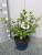 Rispenhortensie 'Sundae Fraise' ® - Hydrangea paniculata