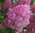 Rispenhortensie 'Sundae Fraise' ® - Hydrangea paniculata