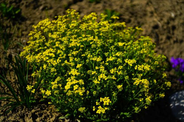 Steinkraut - Alyssum - montanum