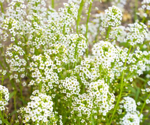 Schleierkraut Gypsophila - paniculata weiß