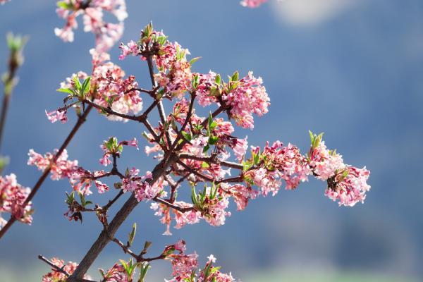 Perlmuttstrauch - Kolkwitzia amabilis