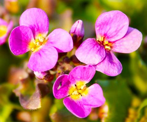 Gänsekresse  - Arabis caucasica 'Pinkie'